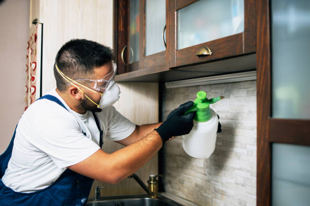 Best Mosquito Control Services  in Cloverleaf, TX
