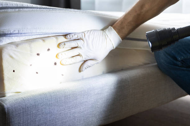Best Wasp Removal Services  in Cloverleaf, TX