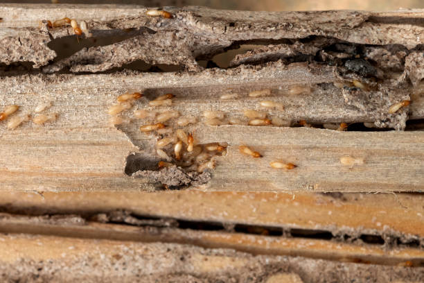 Cloverleaf, TX Pest Control Company