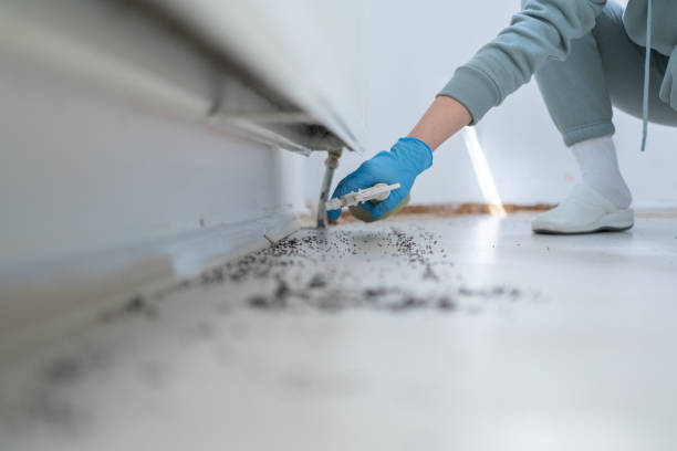 Best Pest Control for Homes  in Cloverleaf, TX